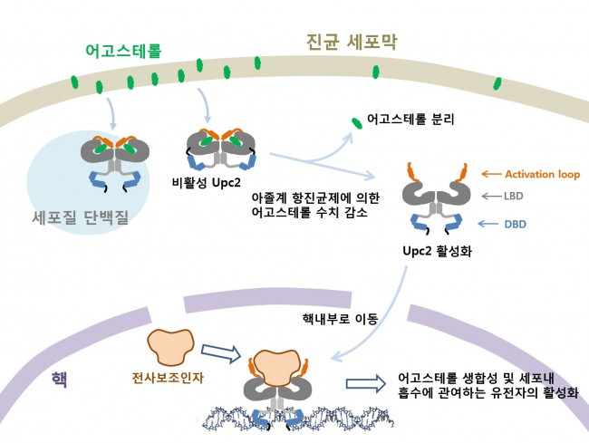 항생제 때문에 진균 속 어고스테롤 양이 줄면 Upc2가 활성화돼 어고스테롤 합성에 관여하는 유전자를 더 발현시켜 항생제에 적응하게 만든다. - 전남대 제공